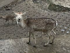-栾川竹海野生动物园