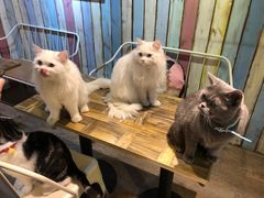 -小时光咖啡馆(开森度假森林店)