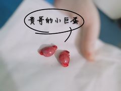 -北京观赏动物医院·24小时大型综合·猫专科·异宠专科