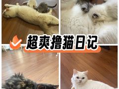 -楼上猫咖(罗湖店)