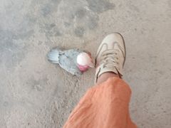 -吉丁鸟咖·异宠·寄养