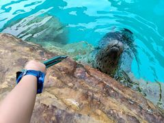 -海合安成都极地海洋公园