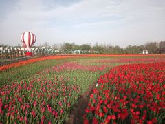 -荷兰花海