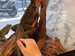 -酷以爬仙阁实体爬宠店·守宫·蜥蜴·专业繁育