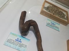 -芒洲湿地公园