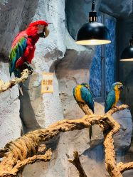 点击看大图 -Zoolung Zoolung动物主题公园(海信广场店)