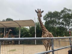 -泉州海丝野生动物世界