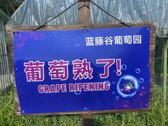 -金谷域澳洲庄园