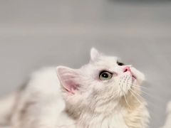 -Bastet sally猫舍购宠(静安店)