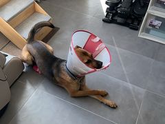 -美联众合动物医院·24h转诊中心