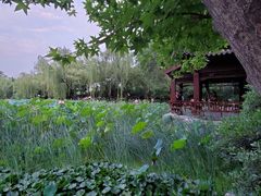 -莲湖公园