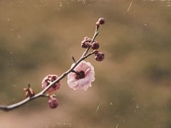 -蜀冈西峰生态公园