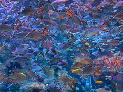 -成都浩海立方海洋公园