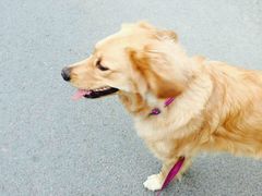 -荣耀金沙动物医院(清江西路店)