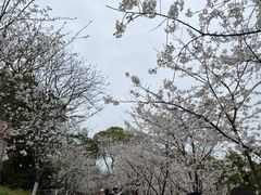 -南山植物园