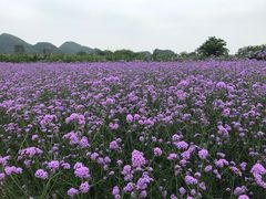 -会仙湿地