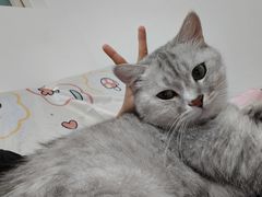 -瑞派福兴宠物医院犬猫全科·骨科·中西医结合(河东店)