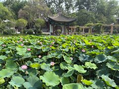 -莲湖公园