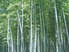 -镇江市南山风景名胜区竹林景区