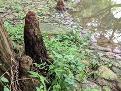 -人民公园(罗湖区)