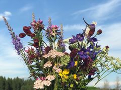 -塞罕坝国家级自然保护区