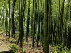 -西湖风景区十里琅珰-五云山