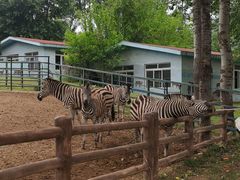 -大连森林动物园