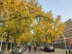 -三里屯东五街银杏大道