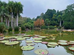 -中国科学院西双版纳热带植物园