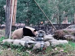 -都江堰中华大熊猫苑