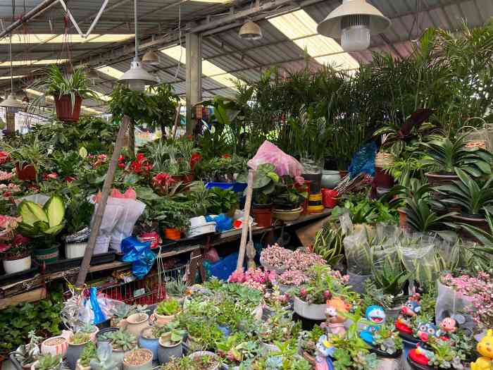 類的銷售如小金魚鳥兒小動物們總體上海虹口曲陽花鳥市場曲陽花鳥市場