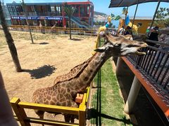 -西霞口神雕山野生动物世界