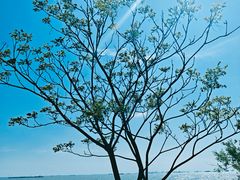 -上海吴淞炮台湾国家湿地公园