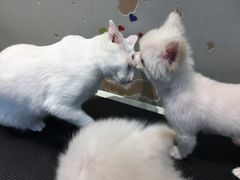 -PETKIT 小佩宠物·低压洗护·美容·寄养(安远店)