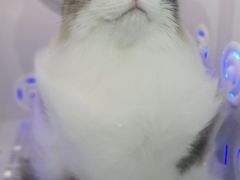 -爱洗澡的猫(望京店)