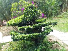 -云溪植物园