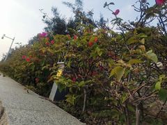 -宝安西湾红树林湿地公园