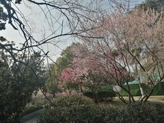 -太子山公园(园东路)