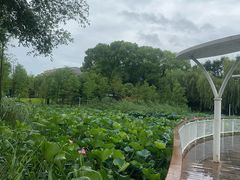-新江湾城公园