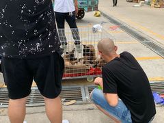 -中环花鸟鱼虫市场