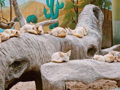 -上海野生动物园