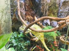 -上海大自然野生昆虫馆(东方明珠·爬宠昆虫探索中心)
