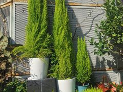 -溪岸路花鸟市场