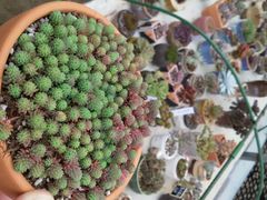 android_upload_pic-南农多肉大棚