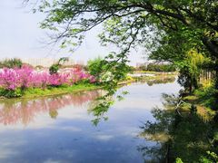 -南汇桃花村