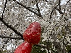 -高东镇樱花园