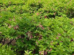 -洛阳市隋唐城遗址植物园