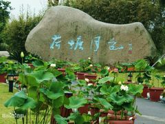 -荷塘月色湿地公园·向阳花洲
