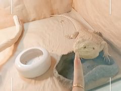 -喵园·猫主题咖啡厅·撸猫·猫咖(国贸店)