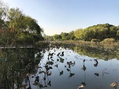 -新江湾城公园